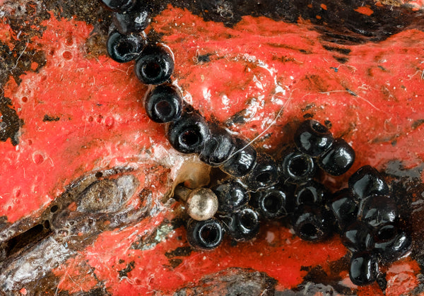 Print of a Kolanut with Black Seed Beads, Painted with Orange and Black Enamel Paint