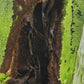 Nature 2