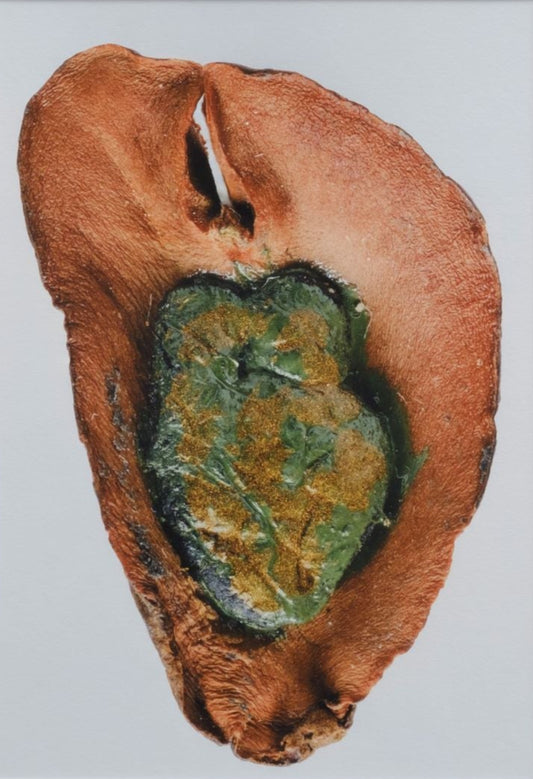 Print of Natural Kolanut with Putty and Enamel Paint